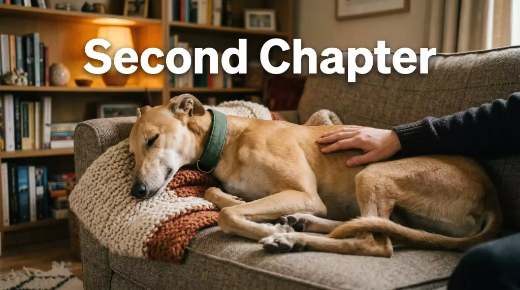 Retired greyhound relaxing on a sofa in a cosy living room as a family pet